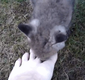 280_263gif 动态图 动图