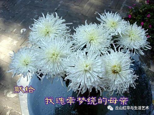 百日祭母作者张绪江主播胡保玲