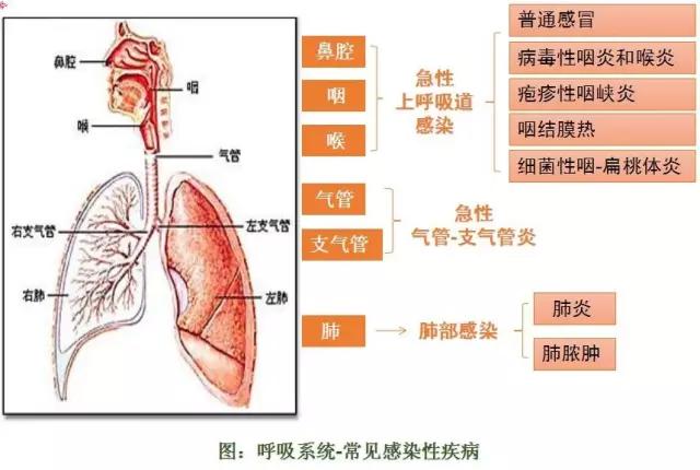 上呼吸道位置图片