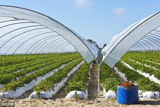 蔬菜大棚土壤消毒很关键