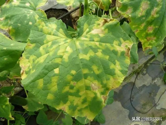 介绍一款优秀杀菌剂肟菌酯可以防治20多种病害