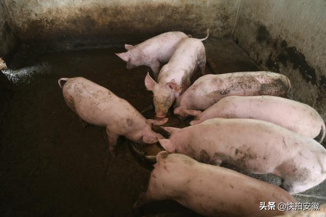 1/ 12 随着猪肉价格走高,农村猪崽的价格也随着上涨,因为数量少,而成