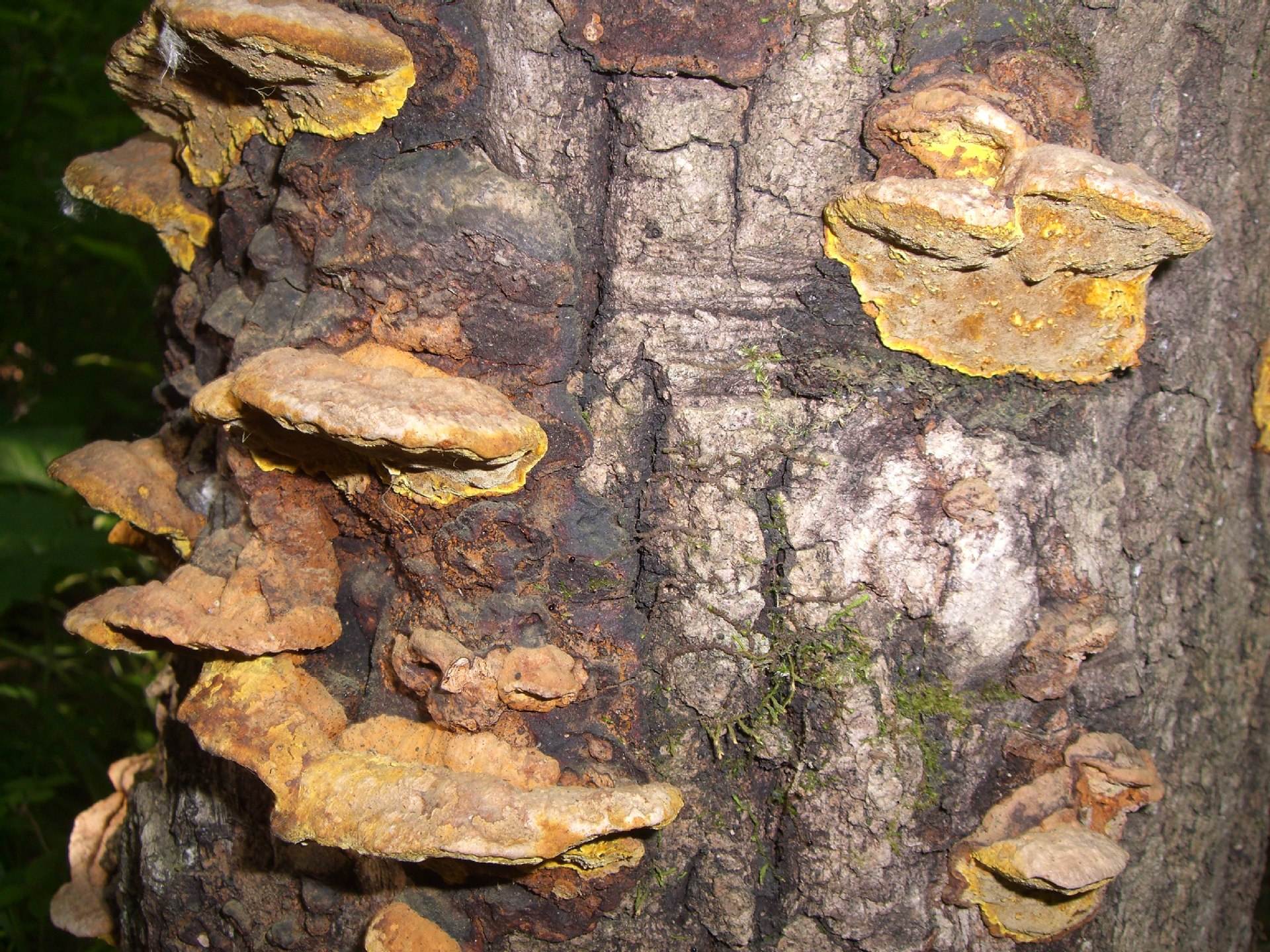 黄河古道生长着古桑树,树上产一种宝贝,专家说:谁看到就发财了_桑黄