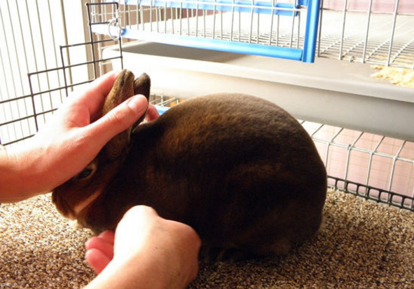 兔子按摩的正确姿势