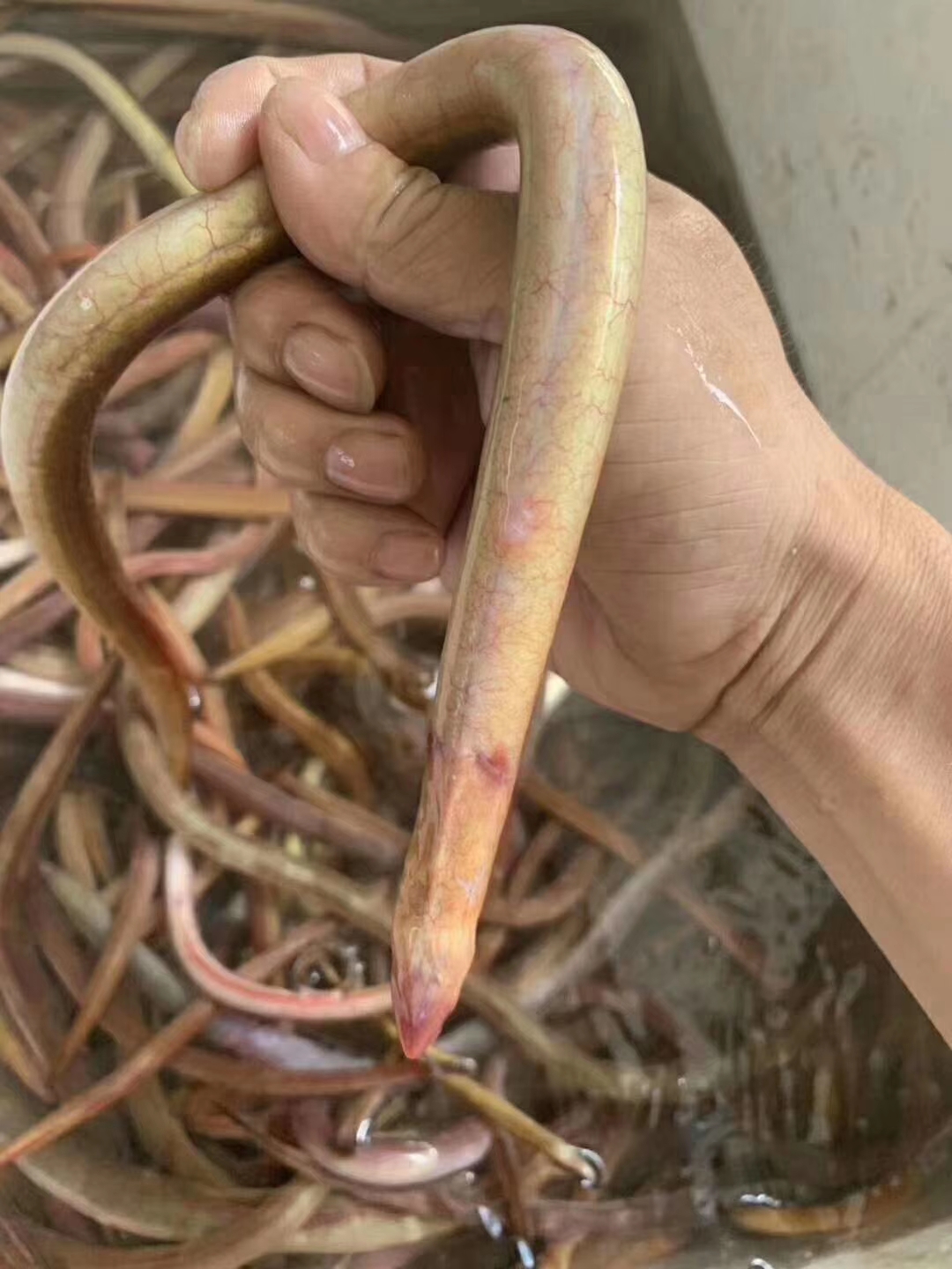 血鳝血鳗鱼的营养价值及功效东山岛野生海鲜速递到家