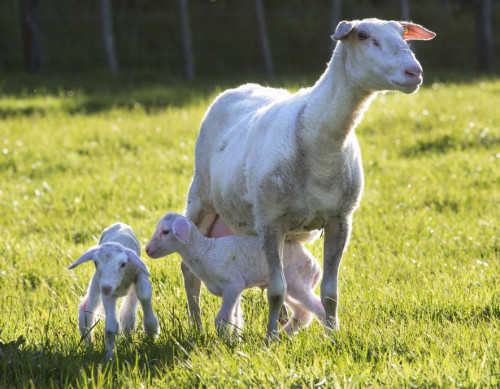 奶粉排行榜,可瑞康成为"出圈"产品_绵羊