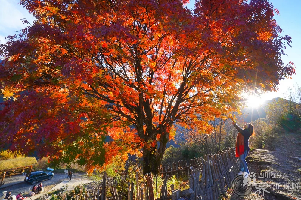 彩林尽现!奶子沟,峨眉山实拍美图来啦,"网红树"也红了