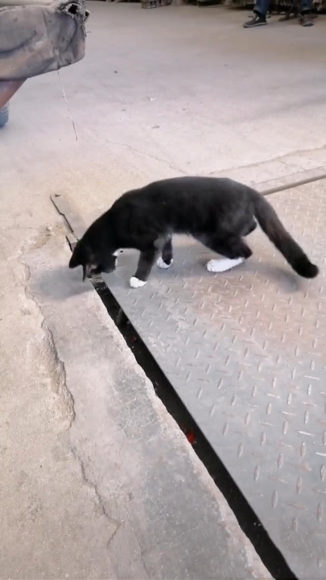 老鼠好不容易逃走,猫一爪子又把老鼠抓回来,老鼠:出门没看黄历