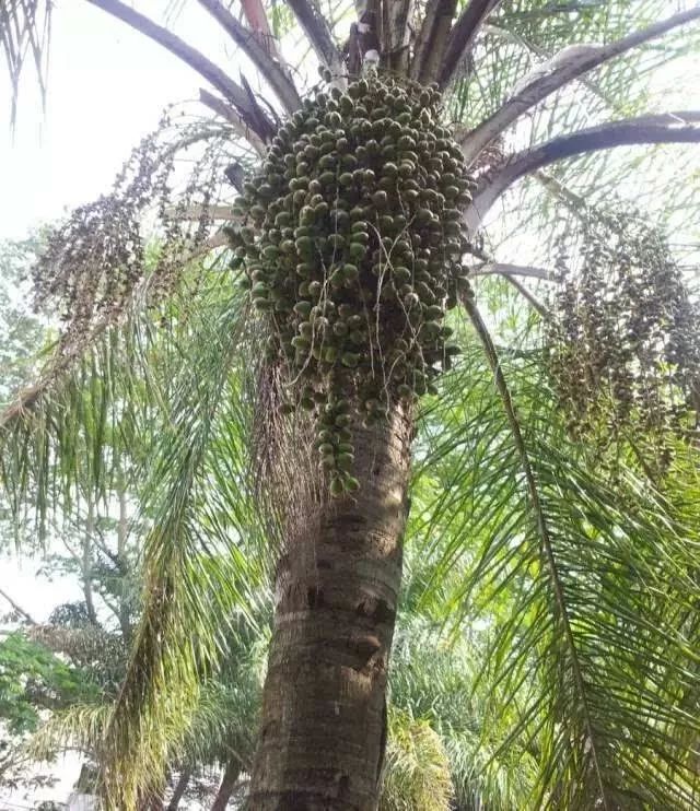 棕榈树果实作用图片