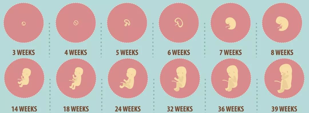 胎芽和孕周对照表图片