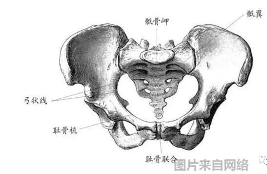 瑜伽老師必學:腰痛肌肉解剖,找到不同動作隱含的疼痛原因!附理療