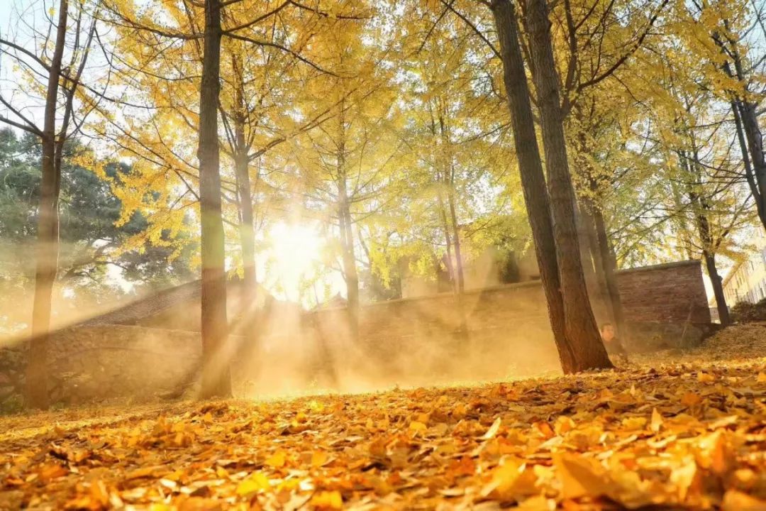 银杏叶黄.东安最美的银杏在哪里?