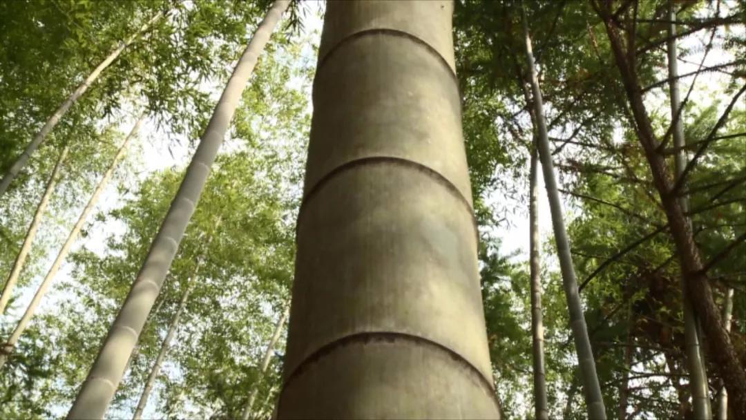 走进竹乡,寻找最美竹王