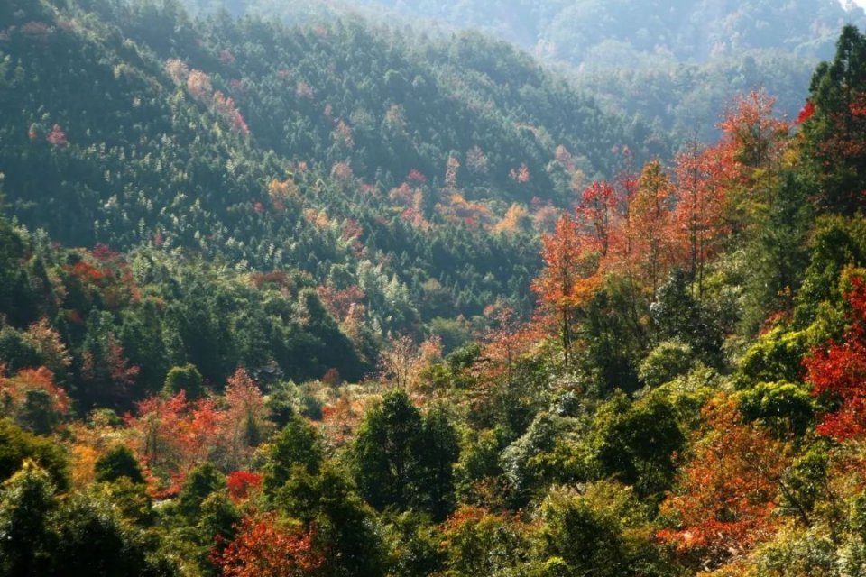 最佳賞楓期到了！和我一起去新豐賞楓吧！ 旅遊 第1張