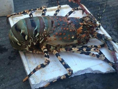 农村男子钓到艳丽大虾,有人出价八万,被惊呆