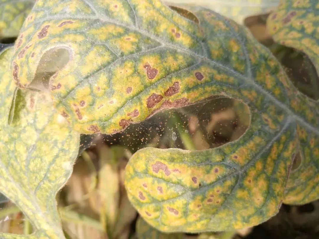 红蜘蛛成,幼虫会集中在幼嫩叶片背面刺吸西瓜叶片汁液,尤其是还未展开