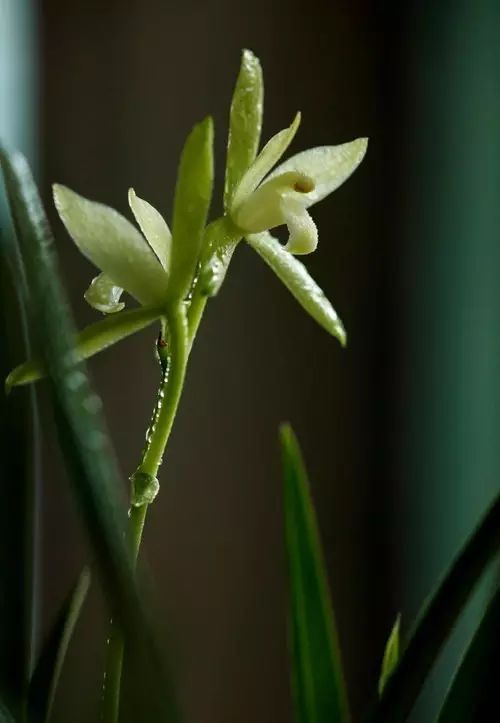 最适合书房栽种的7种绿植!_菖蒲
