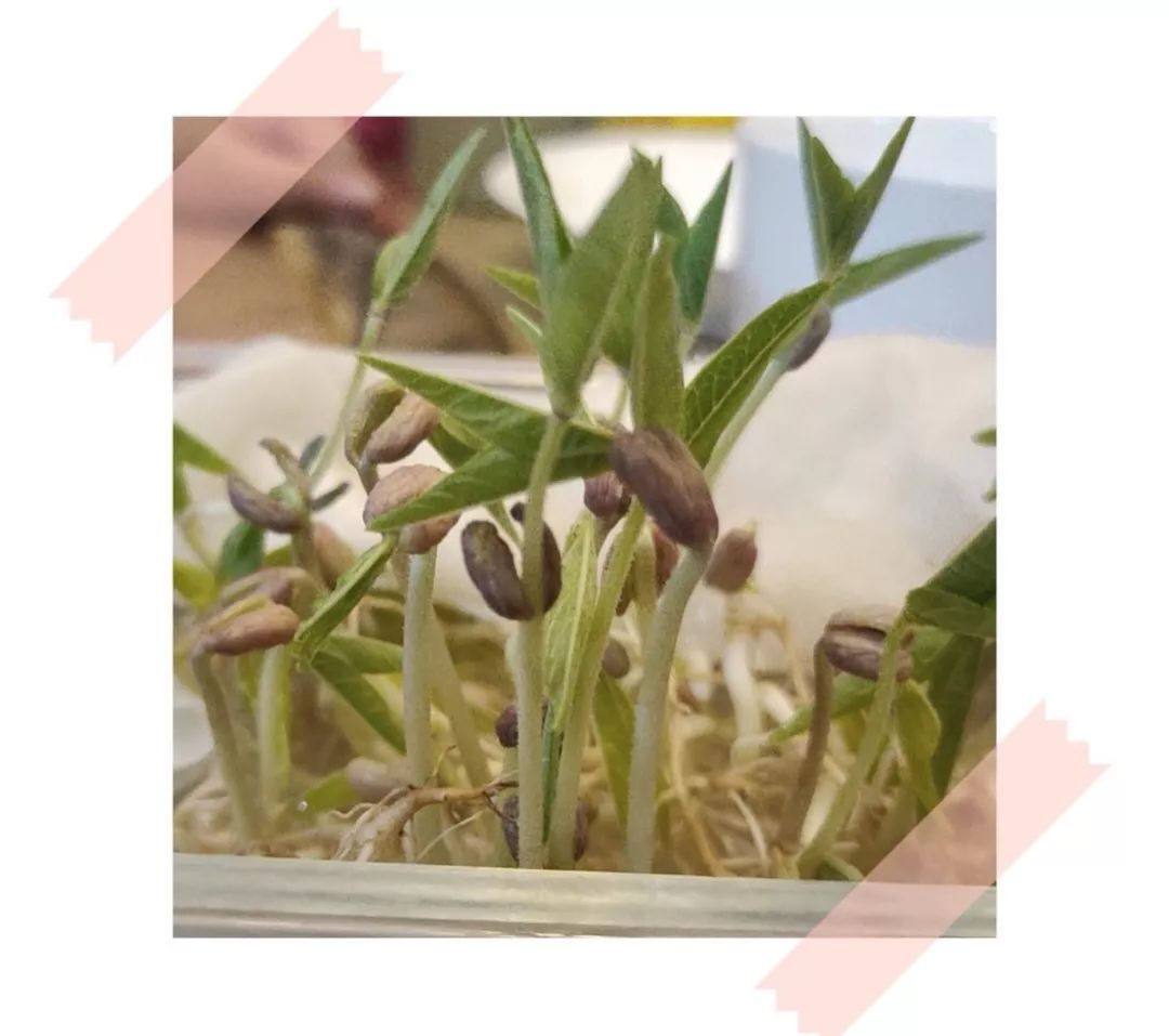 源于生活,乐于观察 ——观察日记之佳作欣赏