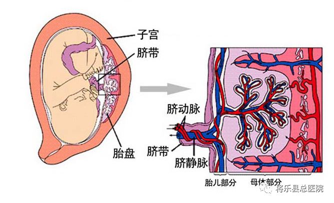 附脐静脉解剖图片