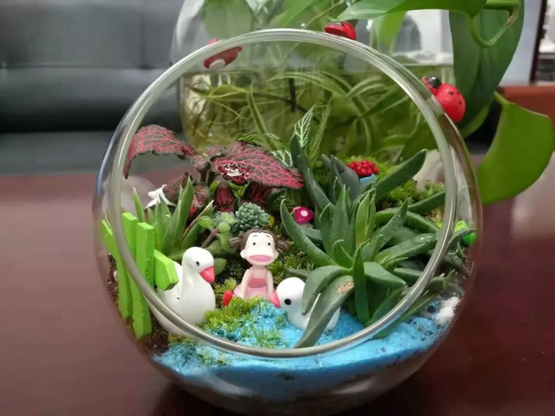 指尖的绿动绿植微景观手工制作