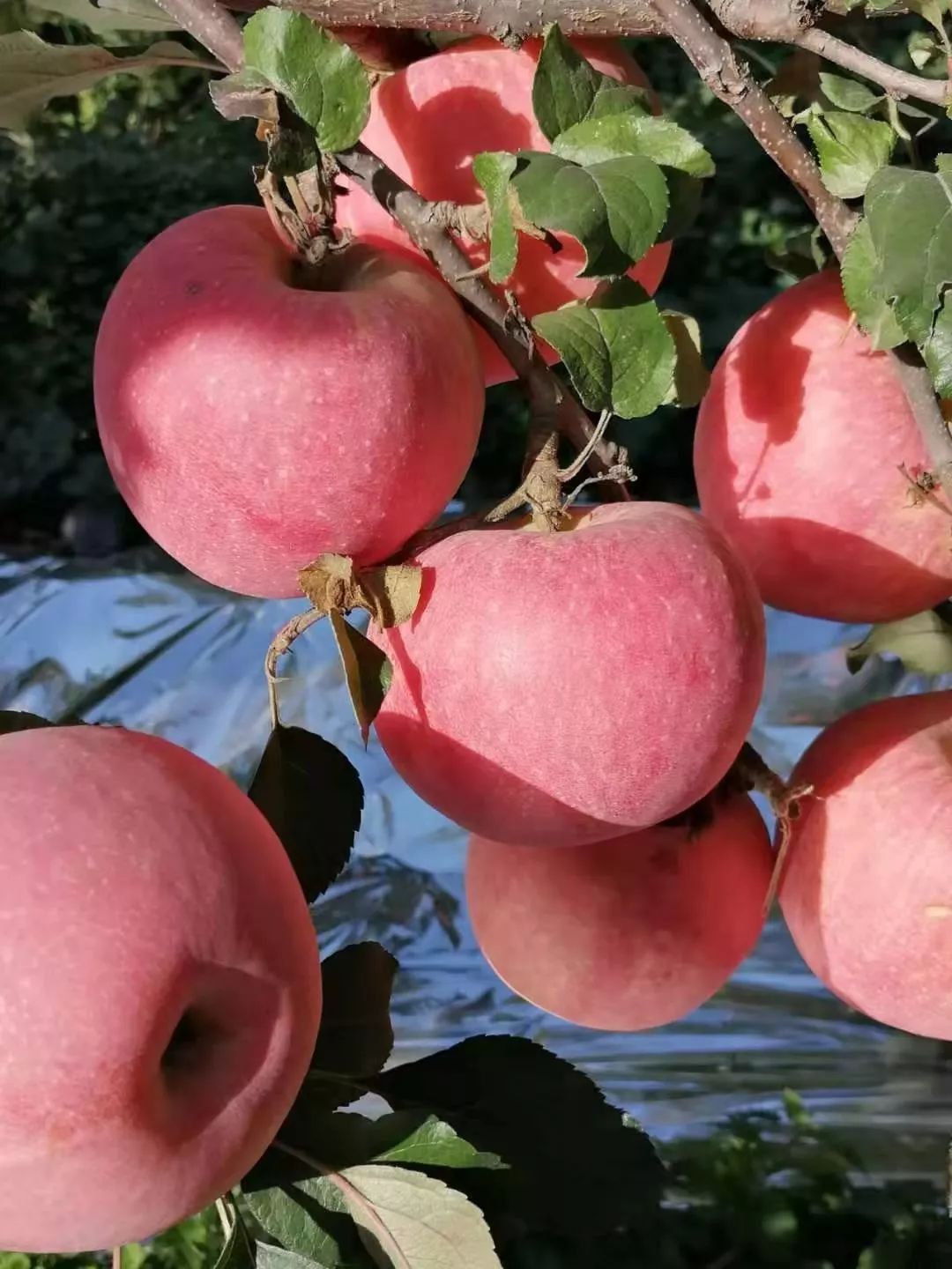 金秋的阜平,是一个充满诱惑的季节,苹果红了!