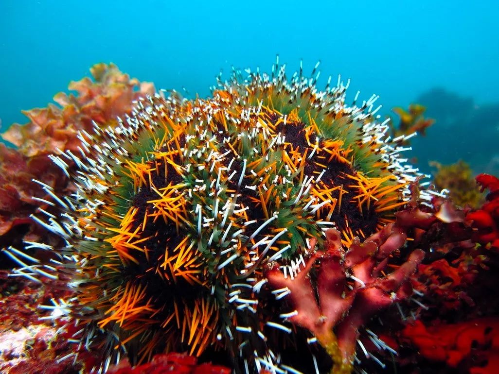 为什么海胆走路要屁股朝天