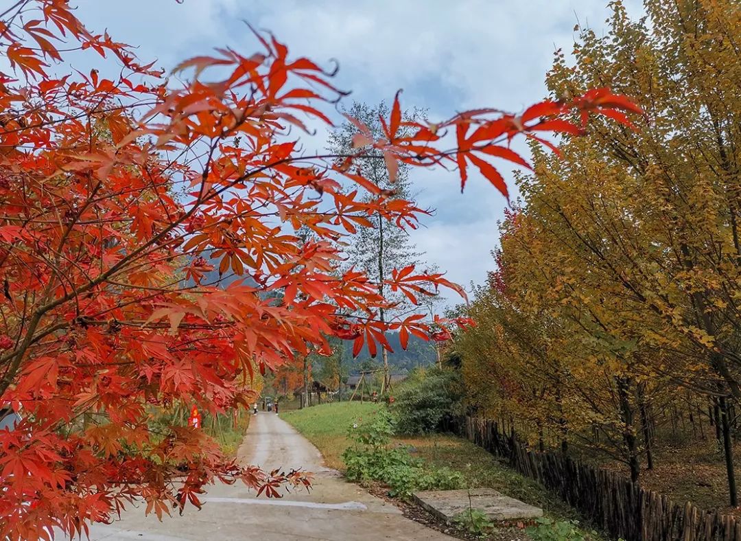 峨眉這個小山村裡竟然藏著2000畝紅楓基地