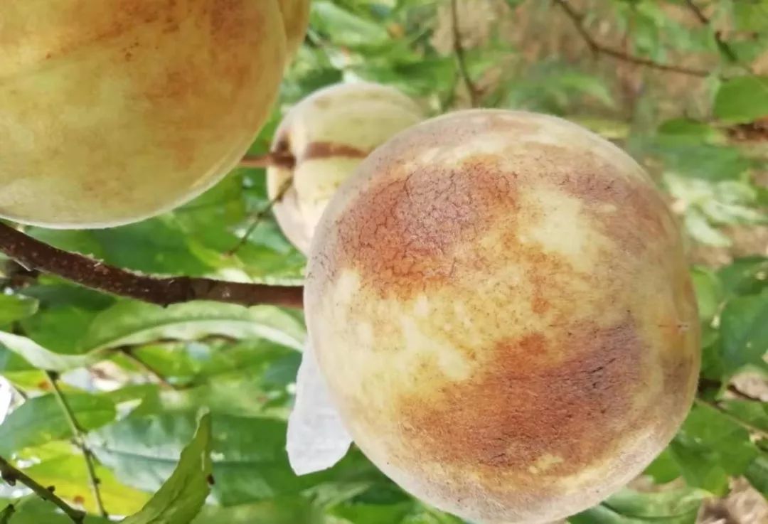 桃子表面变褐色,怎么办?●欧盟将实施噻虫嗪禁令.