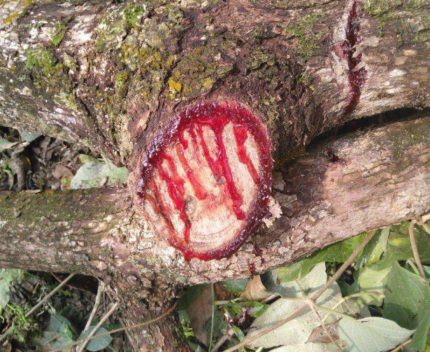 原创国内有种会流血的树:至今仅剩不到20棵,汁液还能治愈伤口?
