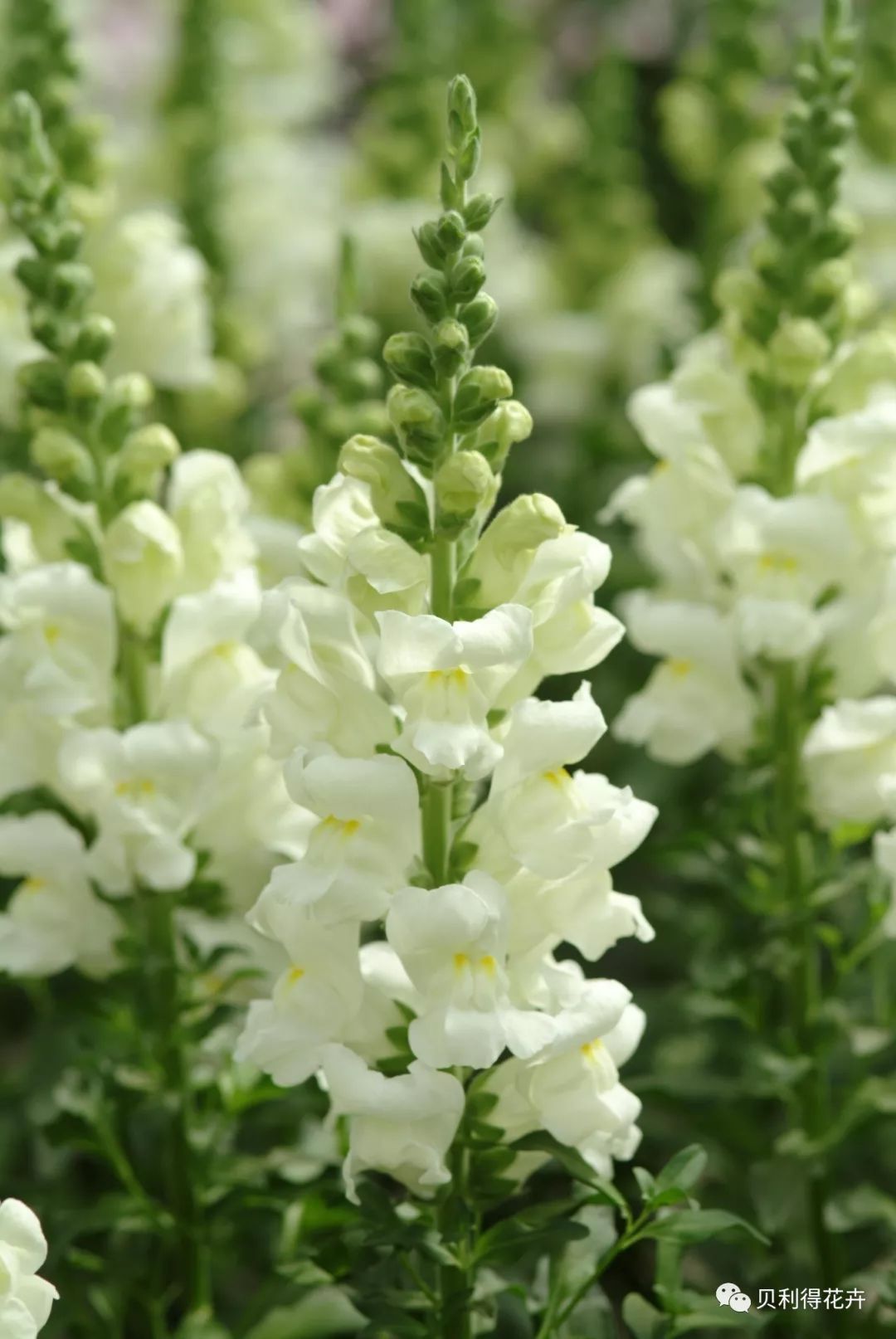 年年有鱼早春花卉金鱼草品种及应用鉴赏