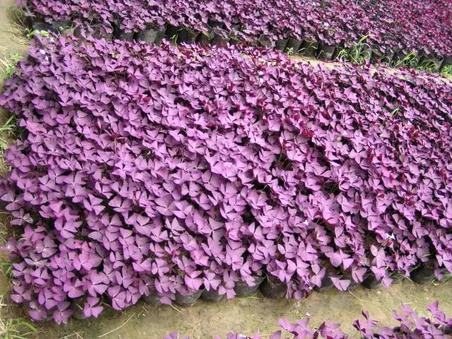 园林地被植物最全应用果断收藏