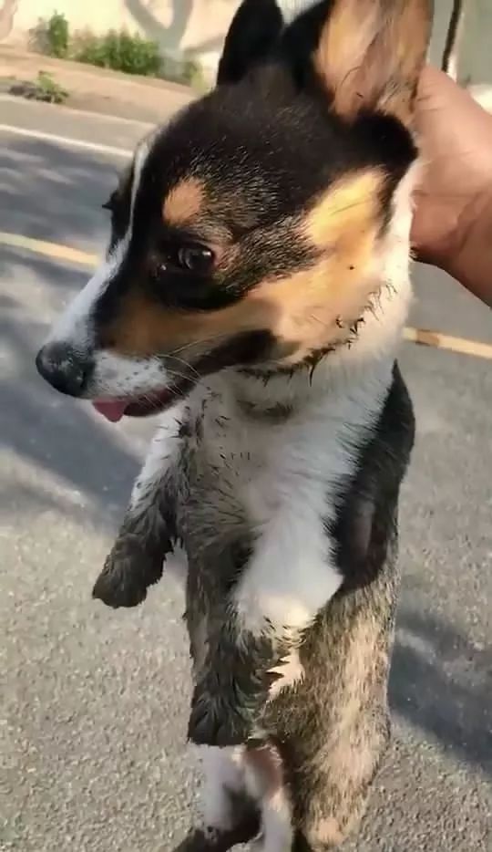 老远就看到有人提溜着一条狗还以为是虐狗看到这条泥巴柯基秒懂了