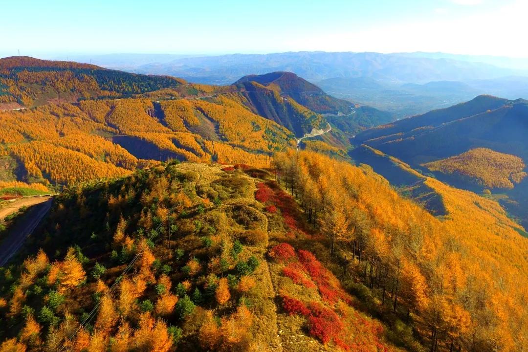 风景如画中山陵江苏每到秋季梧桐和银杏便惊艳了南京六朝古都又变回