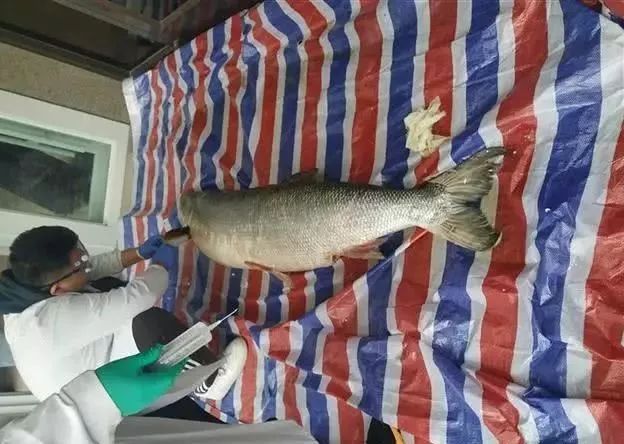 惊呆了丹江口发现一条重达百斤体长近1米7的巨型鱤鱼