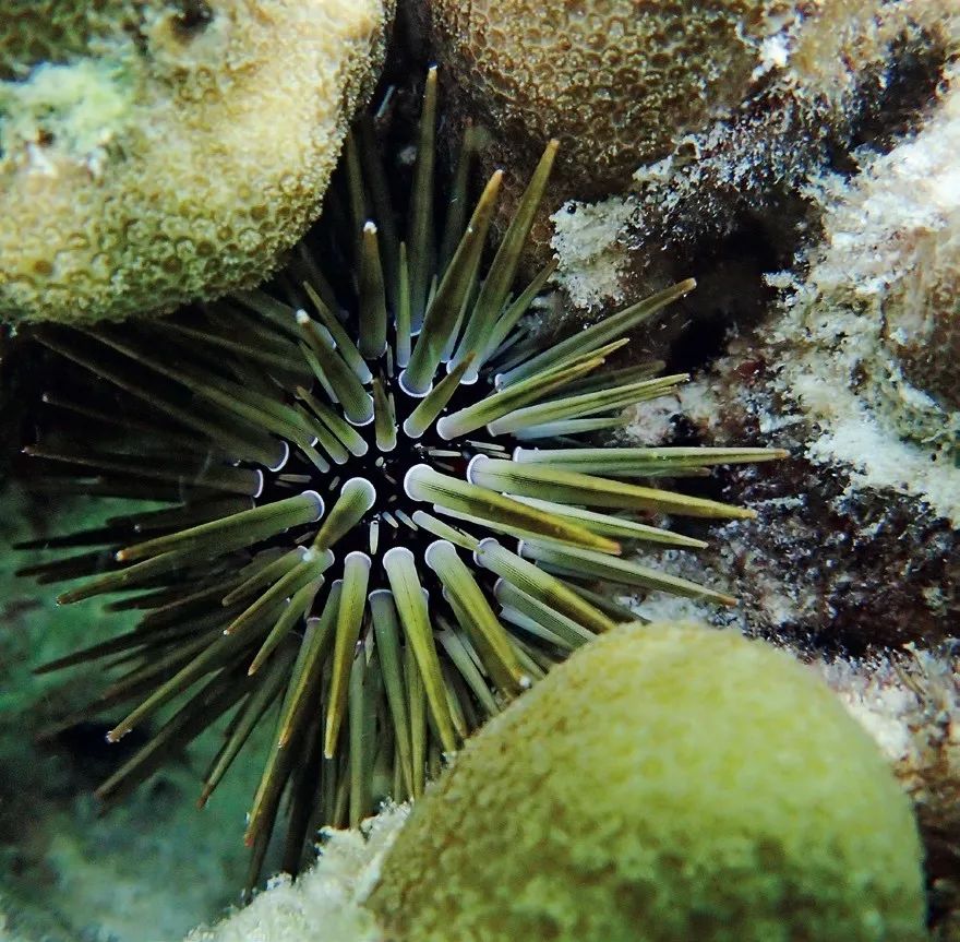 为什么海胆走路要屁股朝天