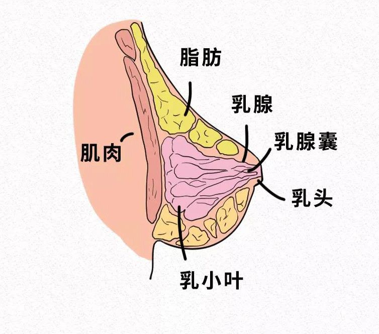 胸口结构图图片