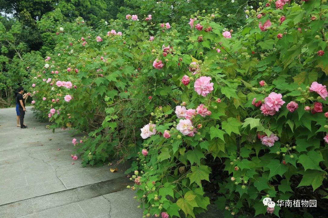 木芙蓉的变脸小把戏