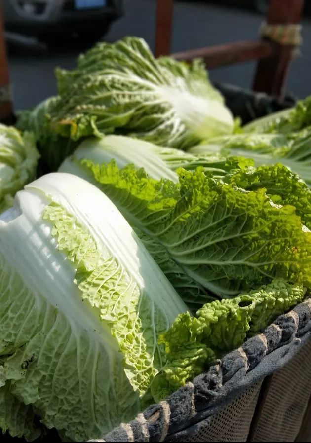 今年的秋菜怎么啦