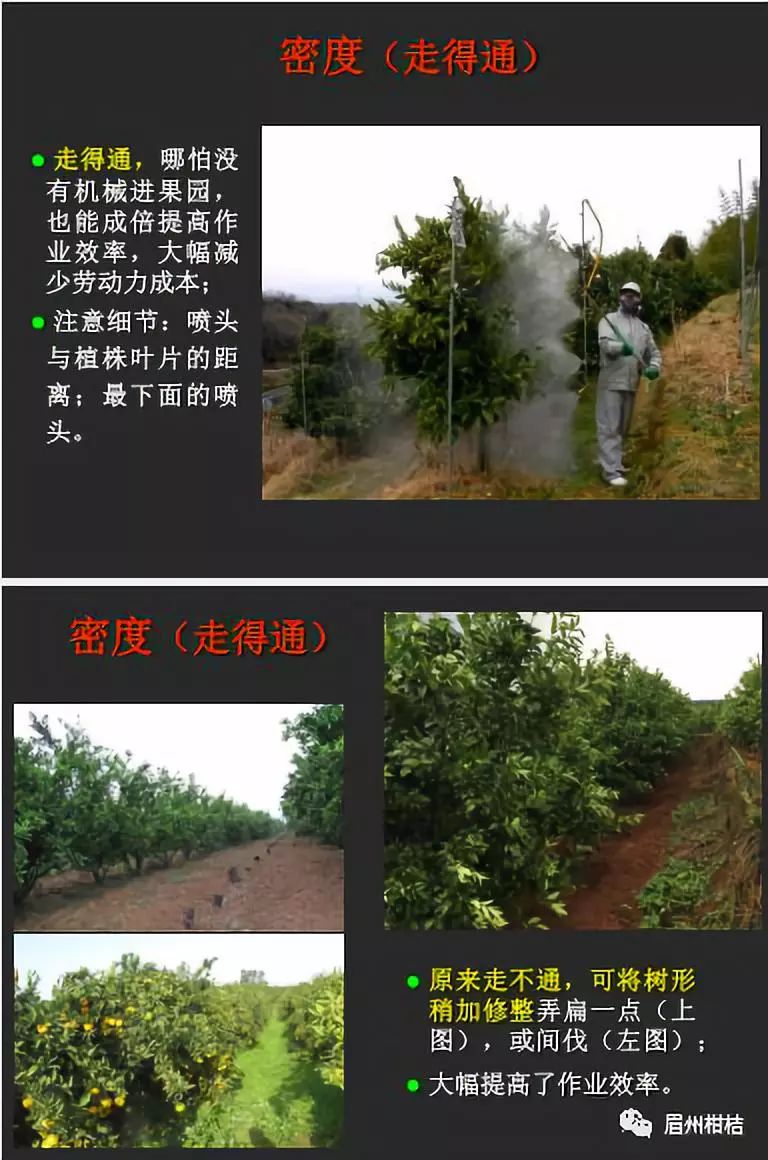 【分享】谈柑橘栽培技术的轻简化和精细化(华中农业大学彭抒昂教授)