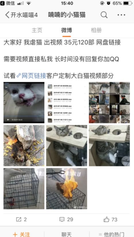 网上倒卖大量虐猫视频,35元能买70g,记者调查后发现惊人内幕!