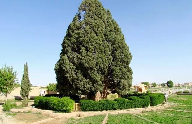 伊朗活了5000年的古树告诉我们：时间是最伟大的魔法师
