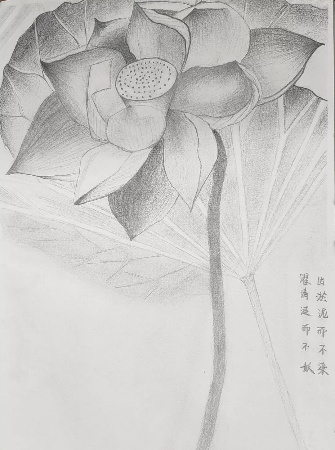 清廉素描图片