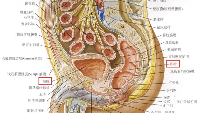 女孩的膀胱长在哪里的图片