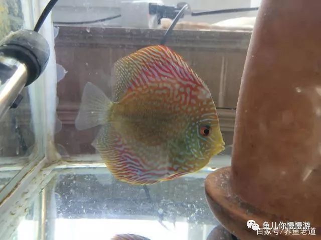 觀賞魚胸鰭撕碎或者腐爛尾鰭上有大顆粒白點需要下藥治療嗎