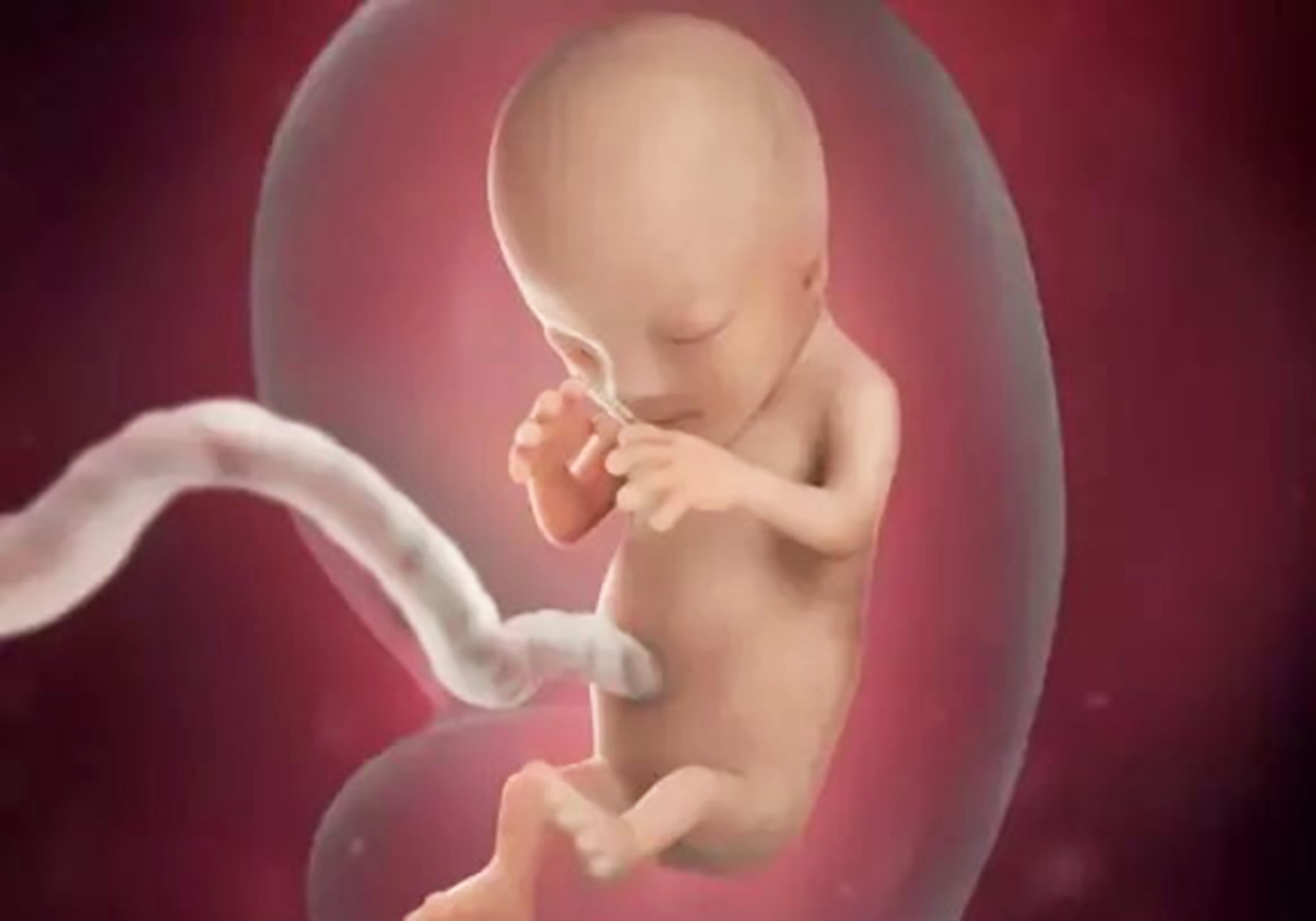 多胎!胎儿发育全过程图不可多得