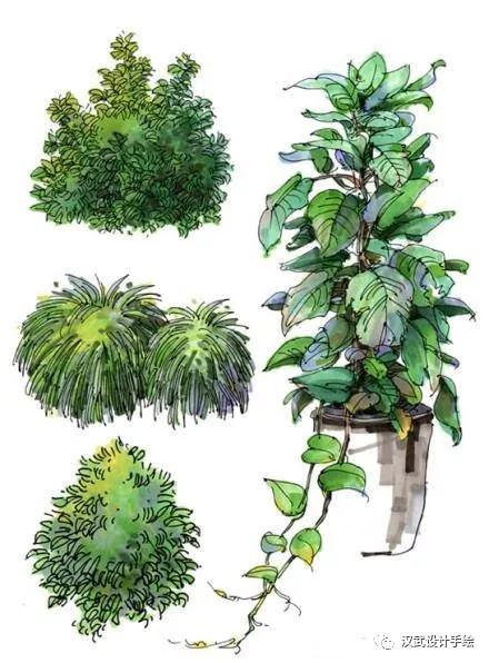干货马克笔植物手绘教程案例分享