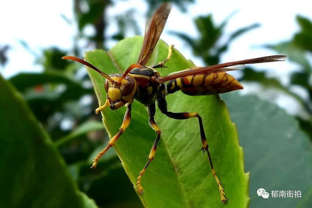 【云浮关注】3男4女被胡蜂蛰伤,1人抢救无效死亡,有人仍然在icu抢救_
