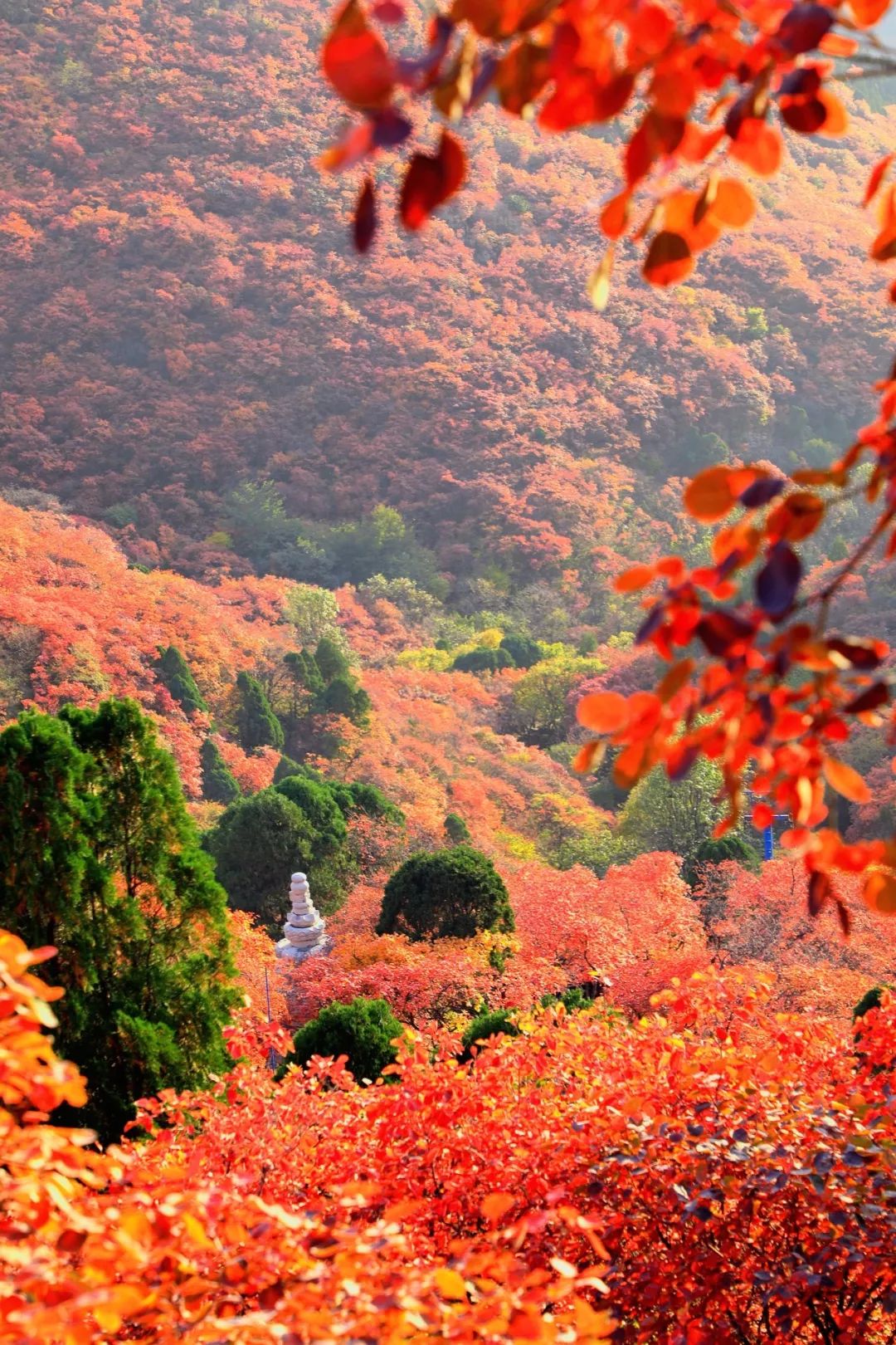 这个秋天就想和你一起去石门坊赏红叶