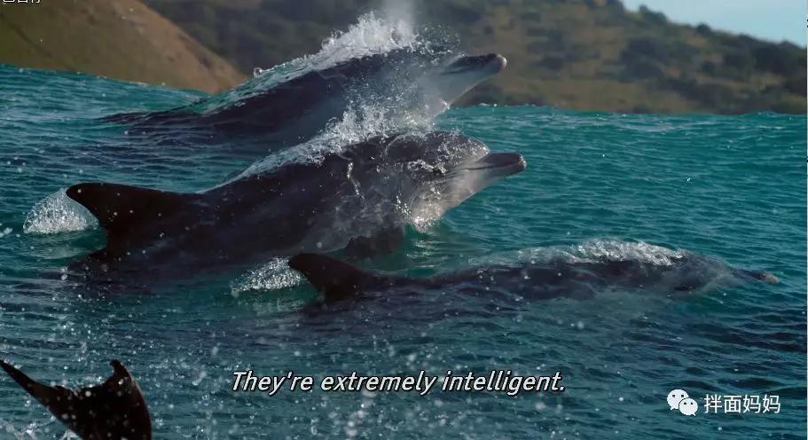 拌面妈妈bbc纪录片蓝色星球theblueplanet第2季7集1080p中英字幕