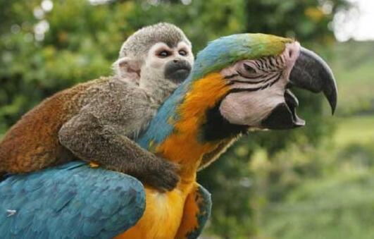 癞蛤蟆也能成为某些乘客搭车的首选,看得时间长了有点头晕……小猴子